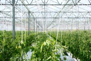 Indoor AgriTech facility 